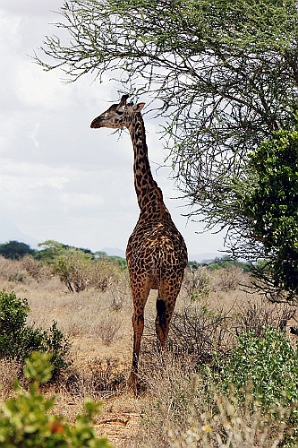 Kenia (284)